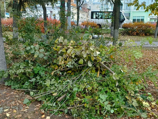 В Троицком сквере подстригли пендульные березы 